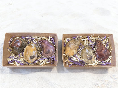 MARDI GRAS 'TRINITY' SHELL ORNAMENT SET OF (3)