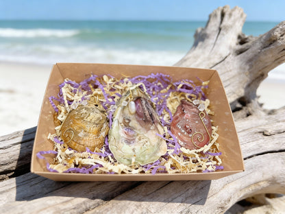 MARDI GRAS 'TRINITY' SHELL ORNAMENT SET OF (3)